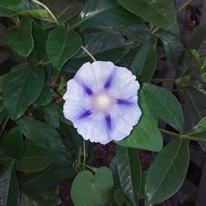 Meet your Posher, Leann